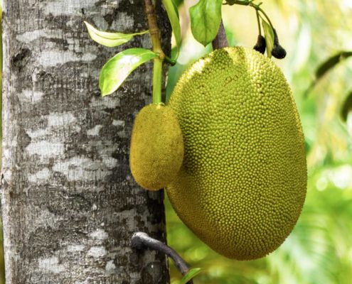 Who’s jack, who’s jack jackfruit, who’s jack jackfrucht, jackfruit, jackfrucht, jackfruit bestellen, jackfrucht kaufen, jackfruit kaufen, bio-jackfruit, bio-jackfrucht, who's jack, fleischersatz, alternative zu fleisch, jackfruit frikassee, jackfruit geschnetzeltes, jackfruit geschmack, jackfruit burger, jackfruit pulled pork, jackfruit bbq, jackfruit pulled pork bestellen, chefkoch jackfruit, jackfruit gulasch, jackfruit bolognese, jackfruit fleischersatz, jackfruit stinkfrucht, jackfruit deutsch, jackfruit curry, jackfruit curry rezept, jackfruit kalorien, jackfruit tree, jackfruit durian, jackfruit kaufen, jackfruit rezepte, jackfruit rezept, jackfruit brigitte, jackfruit baum kaufen, jackfruit bao, jackfruit dose, jackfruit grillen, jackfruit herkunft, jackfruit salat, jackfruit döner, jackfruit kohlenhydrate, jackfruit durian unterschied, jackfruit nährwerte, jackfruit dm, jackfruit edeka, jackfruit kaufen edeka, jackfruit rossmann, upton naturals jackfruit, jackfruit is durian, upton jackfruit germany, upton jackfruit, alnatura jackfruit, jacky f jackfruit, lotao jackfruit, govinda jackfruit, jackfruit kern, jackfruit kaufen köln, jackfruit stinkt, jackie jackfruit, jackfruit bei rewe, jackfruit geruch, jackfruit fleischersatz de, jackfruit gerichte, jackfruit fleischersatz rezepte, jackfruit vs durian, grüne jackfruit