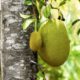 Who’s jack, who’s jack jackfruit, who’s jack jackfrucht, jackfruit, jackfrucht, jackfruit bestellen, jackfrucht kaufen, jackfruit kaufen, bio-jackfruit, bio-jackfrucht, who's jack, fleischersatz, alternative zu fleisch, jackfruit frikassee, jackfruit geschnetzeltes, jackfruit geschmack, jackfruit burger, jackfruit pulled pork, jackfruit bbq, jackfruit pulled pork bestellen, chefkoch jackfruit, jackfruit gulasch, jackfruit bolognese, jackfruit fleischersatz, jackfruit stinkfrucht, jackfruit deutsch, jackfruit curry, jackfruit curry rezept, jackfruit kalorien, jackfruit tree, jackfruit durian, jackfruit kaufen, jackfruit rezepte, jackfruit rezept, jackfruit brigitte, jackfruit baum kaufen, jackfruit bao, jackfruit dose, jackfruit grillen, jackfruit herkunft, jackfruit salat, jackfruit döner, jackfruit kohlenhydrate, jackfruit durian unterschied, jackfruit nährwerte, jackfruit dm, jackfruit edeka, jackfruit kaufen edeka, jackfruit rossmann, upton naturals jackfruit, jackfruit is durian, upton jackfruit germany, upton jackfruit, alnatura jackfruit, jacky f jackfruit, lotao jackfruit, govinda jackfruit, jackfruit kern, jackfruit kaufen köln, jackfruit stinkt, jackie jackfruit, jackfruit bei rewe, jackfruit geruch, jackfruit fleischersatz de, jackfruit gerichte, jackfruit fleischersatz rezepte, jackfruit vs durian, grüne jackfruit